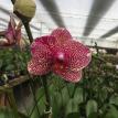 Phal.0012